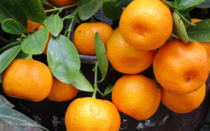 Add 650g NZ Mandarins