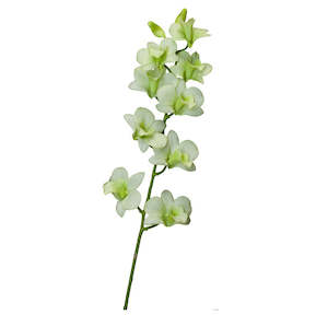 Artificial Light Green Dendrobium Spray (Orchid) Flower