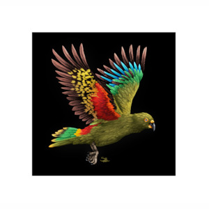 Kea LED Canvas Wall Art Print