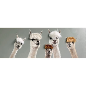 Clearance: 5 Alpaca Bad Hair Day Framed Canvas Art II