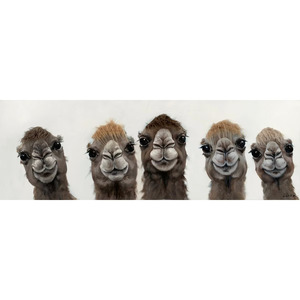 Clearance: 5 Lama Bad Hair Day Framed Canvas Art