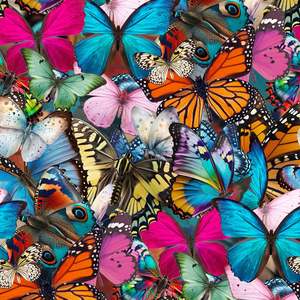 Fabric: The Monarchy Fabric by Miss Lolo