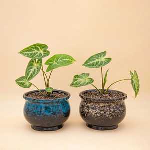 Medium Size Pot: Glazed Ceramic Pots/Planters - Medium Size | Come with Drainage hole