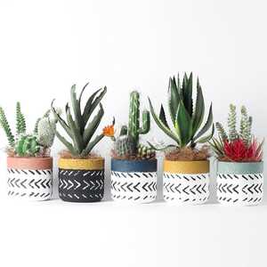 Medium Size Pot: Two-Tone Geometric Paint Pots/Planters
