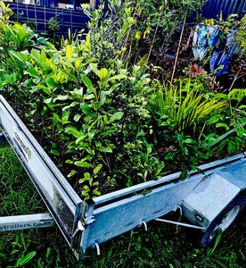 Products: Plant a Native Tree Moana Whenua