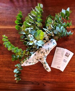 Fresh Bundle of Eucalyptus Branches