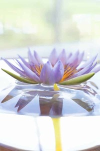 Products: Egyptian Blue Lotus Seeds – Nymphaea Caerulea