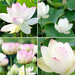 Lotus seeds: Small white with frosted pink tips