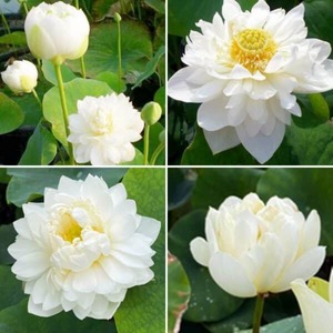 Products: Lotus seeds: Small white with a lick of green
