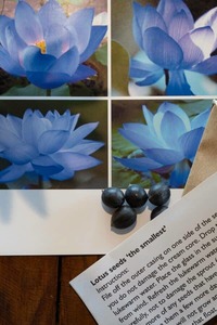 Lotus seeds: Small True Blushing Blue