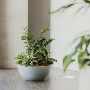 Modscene Planters: Barcelona 500 Bowl Planter