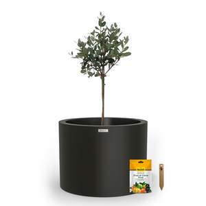 Modscene Planters: Cylindrus 500 Citrus & Fruit Tree Starter Pack