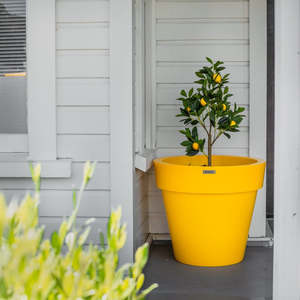 The Madrid Planter Pot Range: The Ultimate Citrus Planter Starter Pack