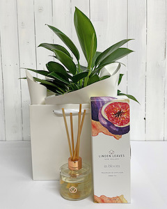 Bundles: Philodendron (Green Princess) + Linden Leaves