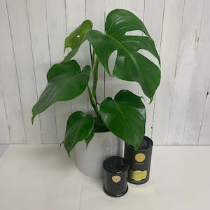 Bundles: Monstera & Surmanti Gift Bundle