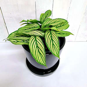 Seasonal Collection: Calathea Vittata