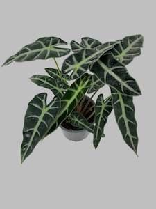 Gifts For Him: Alocasia Amazonica 'Bambino'