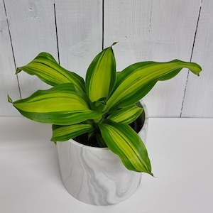 Gifts For Him: Dracaena Massageana - "Gold Chord"
