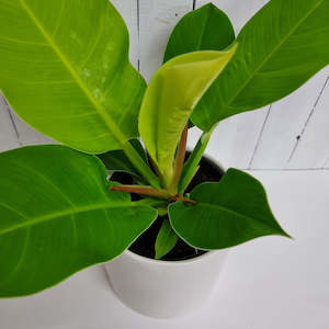 Large Grade: Philodendron - Imperial Golden- low maintenace Plant for Home or Office