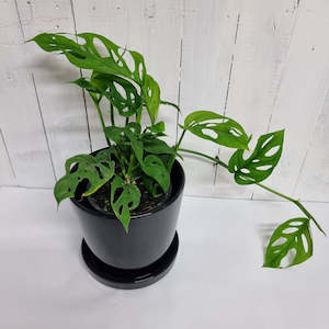 Large Grade: Monstera Adansonii "Swiss Cheese Vine"- Various sizes