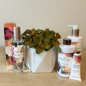 New Baby 1: Florists Choice Fittonia Bundle