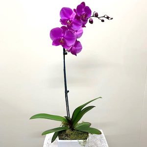 Flowering Plants 1: Phalaenopsis Orchid - Purple