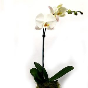 Flowering Plants 1: Phalaenopsis Orchid - Crisp White