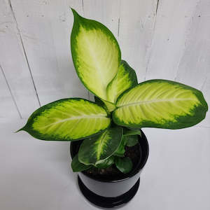 Dieffenbachia Camille