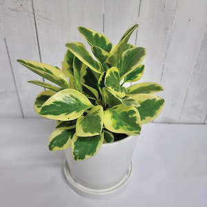 Table Toppers: Peperomia Obtusifolia Variegated
