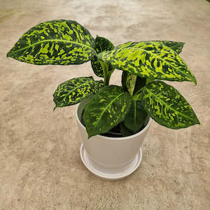 Dieffenbachia Amoena Reflector- *new addition to our collection*