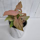 Syngonium Maya Red- * dusty soft pink leaves *
