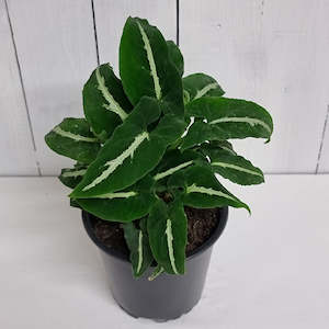 Syngonium Wendlandii "Black Velvet"