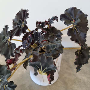 Seasonal Collection: Begonia "Black Mamba"