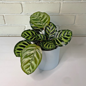 Table Toppers: Calathea Makoyana in Ceramic Pot