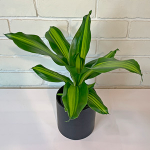 All House Plants 1: Dracaena Goldcord  in Ceramic Pot