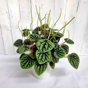 All House Plants 1: Green Peperomia Caperata in Ceramic Pot