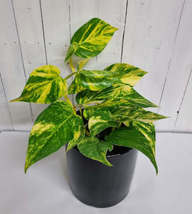 All House Plants 1: Golden Pothos