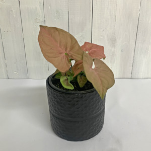 All House Plants 1: Syngonium  Neon Pink - beautiful dusty pink leaves