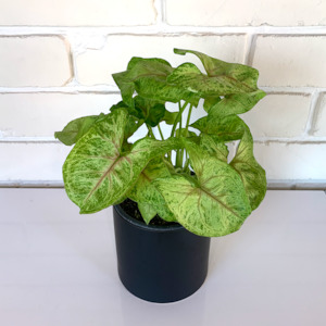 All House Plants 1: Syngonium (Golden Allusion) Lush established Plant