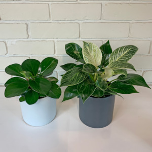 House Plant Bundles: Easy Care Starter Bundle
