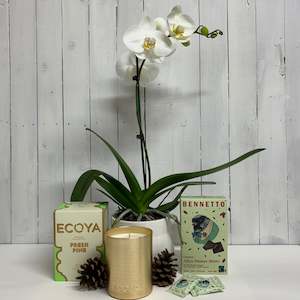 Lovely Seasonal Bundle - Classic White Orchid Plant, Fresh Pine Ecoya Candle and&hellip;