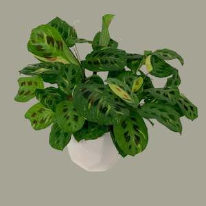 Gifts For Him: Stunning large Maranta Leuconeura Variegated