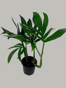 Large Grade: Epipremnum Pinnatum - Dragon's Tail