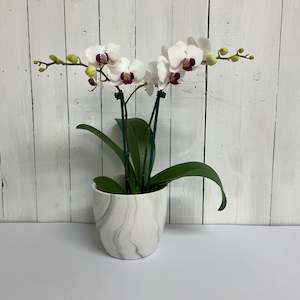 Flowering Plants 1: Super cute, long flowering Mini Phalaenopsis Orchid in Ceramic Pot