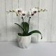 Super cute, long flowering Mini Phalaenopsis Orchid in Ceramic Pot