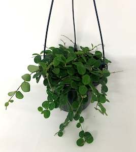 Flowering Plants 1: Hoya Serpens in hanging pot - cute round leaf variety of the popular Hoyas
