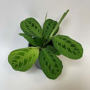 Table Toppers: Lovely bright Maranta Leuconeura Lemon Lime
