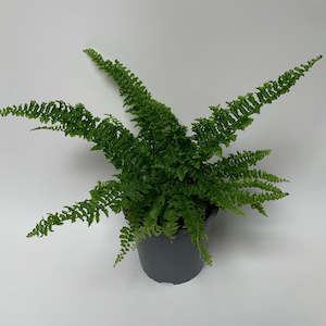 Nephrolepis Exaltata " Fluffy Ruffles"