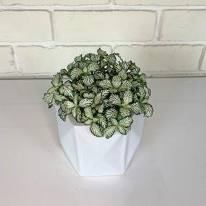 Seasonal Collection: Fittonia verschaffeltii (green & white)