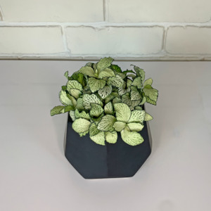 Gifts For Him: Fittonia verschaffeltii (pale green)